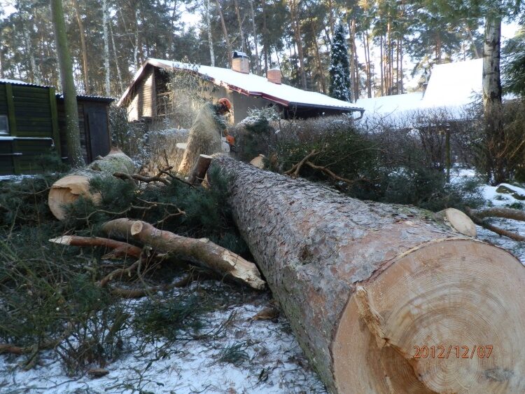 Kácení dřevin Loučeň